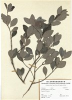 藏品(日本賽衛矛)的圖片